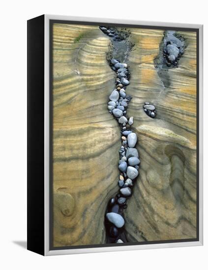 Rocks Caught in Sandstone Formations, Seal Rock Beach, Oregon, USA-Jaynes Gallery-Framed Premier Image Canvas