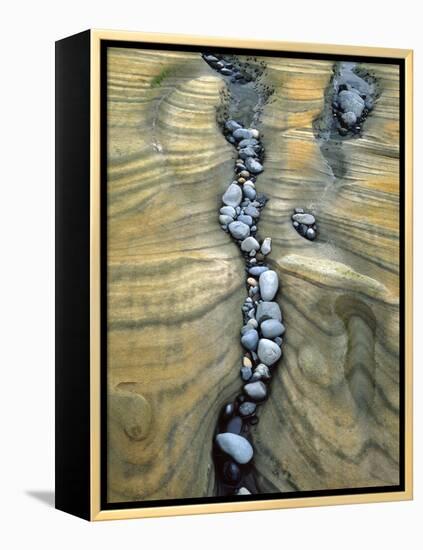 Rocks Caught in Sandstone Formations, Seal Rock Beach, Oregon, USA-Jaynes Gallery-Framed Premier Image Canvas