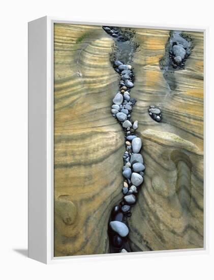 Rocks Caught in Sandstone Formations, Seal Rock Beach, Oregon, USA-Jaynes Gallery-Framed Premier Image Canvas