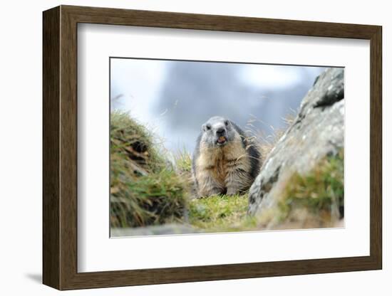 Rocks, Groundhog, Marmot-Reiner Bernhardt-Framed Photographic Print