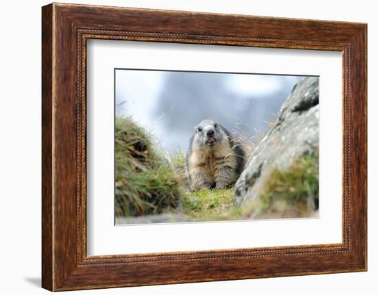 Rocks, Groundhog, Marmot-Reiner Bernhardt-Framed Photographic Print