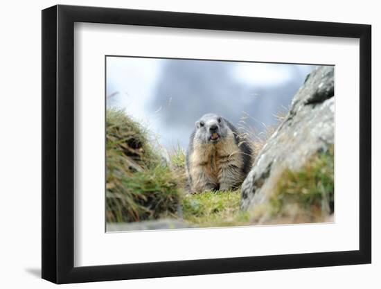 Rocks, Groundhog, Marmot-Reiner Bernhardt-Framed Photographic Print