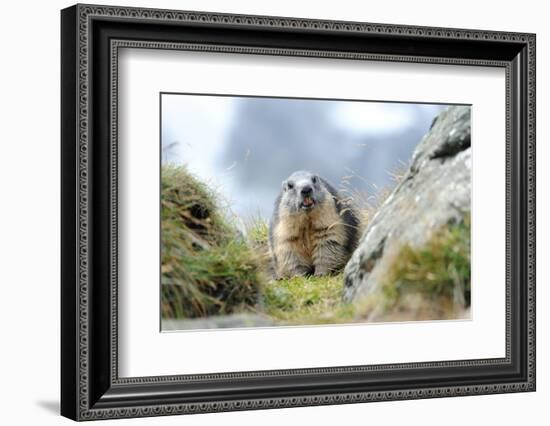 Rocks, Groundhog, Marmot-Reiner Bernhardt-Framed Photographic Print