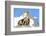 Rocks, Groundhog, Marmot-Reiner Bernhardt-Framed Photographic Print