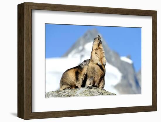 Rocks, Groundhog, Marmot-Reiner Bernhardt-Framed Photographic Print