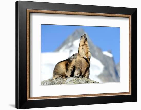 Rocks, Groundhog, Marmot-Reiner Bernhardt-Framed Photographic Print