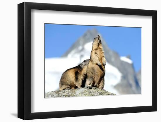 Rocks, Groundhog, Marmot-Reiner Bernhardt-Framed Photographic Print