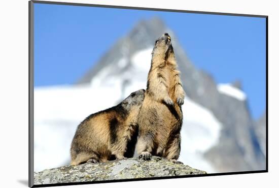 Rocks, Groundhog, Marmot-Reiner Bernhardt-Mounted Photographic Print