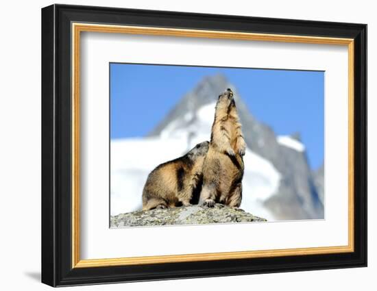 Rocks, Groundhog, Marmot-Reiner Bernhardt-Framed Photographic Print