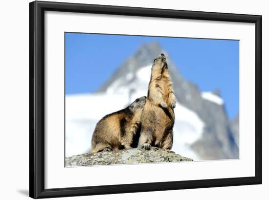 Rocks, Groundhog, Marmot-Reiner Bernhardt-Framed Photographic Print