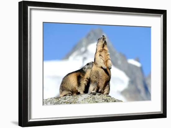 Rocks, Groundhog, Marmot-Reiner Bernhardt-Framed Photographic Print