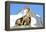 Rocks, Groundhog, Marmot-Reiner Bernhardt-Framed Premier Image Canvas