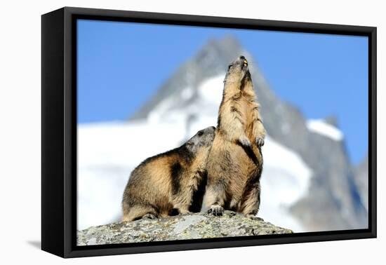 Rocks, Groundhog, Marmot-Reiner Bernhardt-Framed Premier Image Canvas