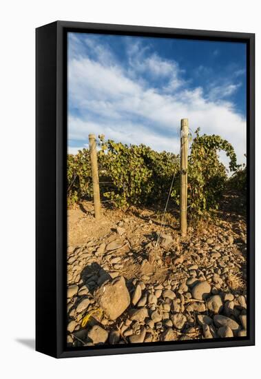 Rocks Vineyard, Washington, USA-Richard Duval-Framed Premier Image Canvas