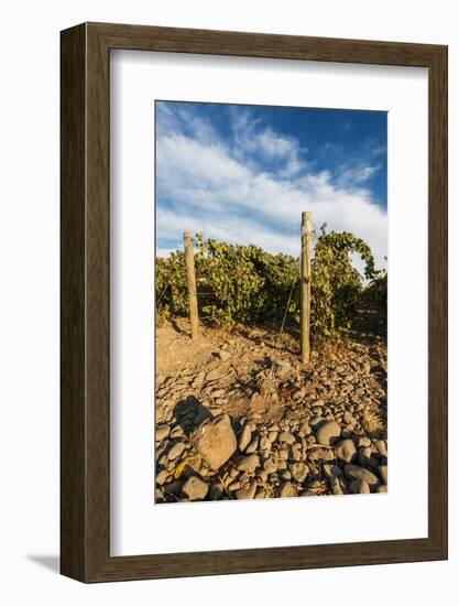 Rocks Vineyard, Washington, USA-Richard Duval-Framed Photographic Print