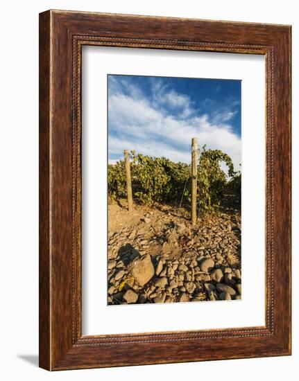 Rocks Vineyard, Washington, USA-Richard Duval-Framed Photographic Print