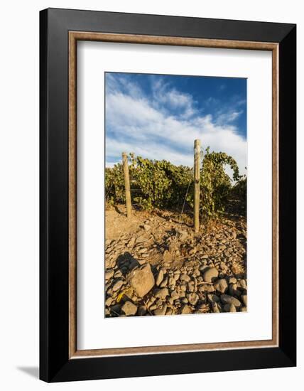 Rocks Vineyard, Washington, USA-Richard Duval-Framed Photographic Print