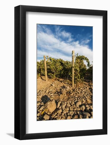 Rocks Vineyard, Washington, USA-Richard Duval-Framed Photographic Print