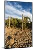 Rocks Vineyard, Washington, USA-Richard Duval-Mounted Photographic Print