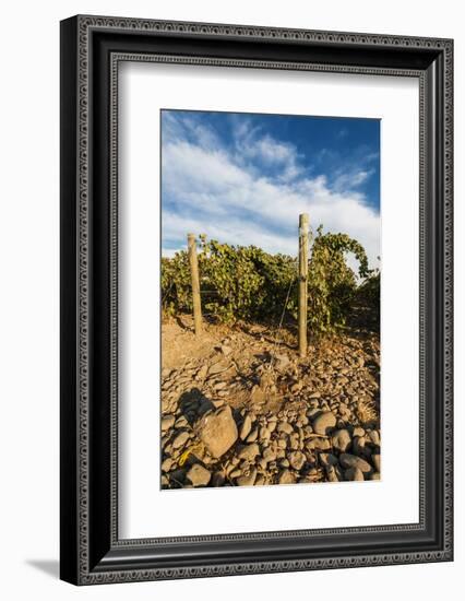 Rocks Vineyard, Washington, USA-Richard Duval-Framed Photographic Print