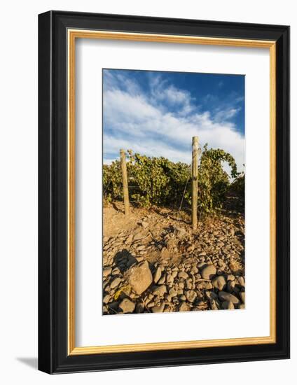 Rocks Vineyard, Washington, USA-Richard Duval-Framed Photographic Print