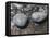 Rocks with the Words Imagine and Create in Water-null-Framed Premier Image Canvas