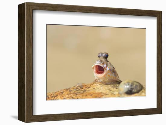 Rockskipper Fish - a Species of Amphibious Fish that Can Walk on Land by Holding Water in it's Mout-Rich Carey-Framed Photographic Print