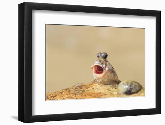 Rockskipper Fish - a Species of Amphibious Fish that Can Walk on Land by Holding Water in it's Mout-Rich Carey-Framed Photographic Print