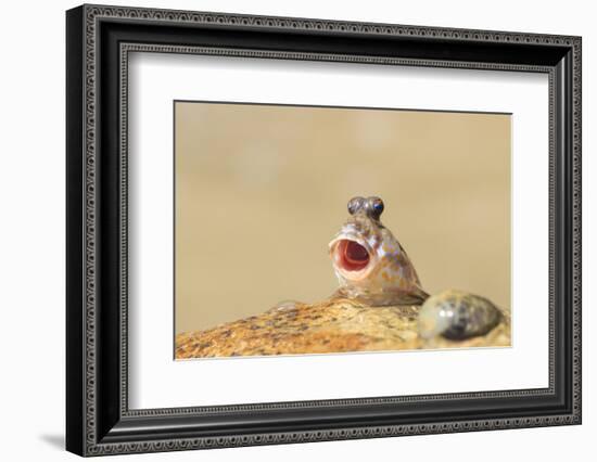 Rockskipper Fish - a Species of Amphibious Fish that Can Walk on Land by Holding Water in it's Mout-Rich Carey-Framed Photographic Print