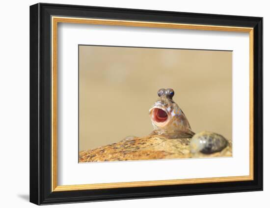 Rockskipper Fish - a Species of Amphibious Fish that Can Walk on Land by Holding Water in it's Mout-Rich Carey-Framed Photographic Print