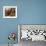 Rocky Bighorn-Steve Hunziker-Framed Art Print displayed on a wall
