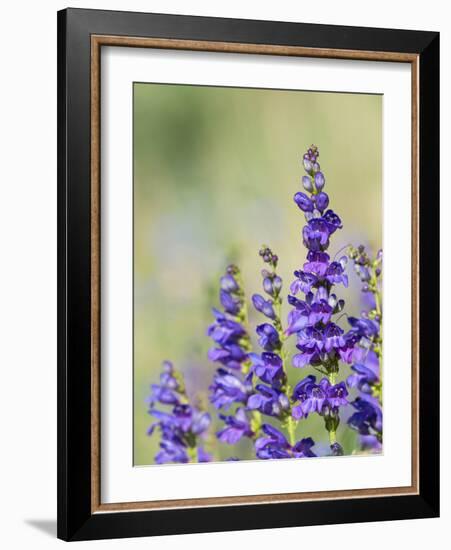 Rocky Mountain Beardtongue, Rocky Mountain Penstemon flowers, Sandia Mountains, New Mexico-Maresa Pryor-Framed Photographic Print