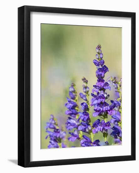 Rocky Mountain Beardtongue, Rocky Mountain Penstemon flowers, Sandia Mountains, New Mexico-Maresa Pryor-Framed Photographic Print