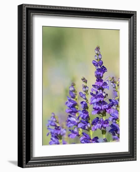 Rocky Mountain Beardtongue, Rocky Mountain Penstemon flowers, Sandia Mountains, New Mexico-Maresa Pryor-Framed Photographic Print