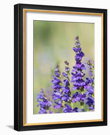 Rocky Mountain Beardtongue, Rocky Mountain Penstemon flowers, Sandia Mountains, New Mexico-Maresa Pryor-Framed Photographic Print