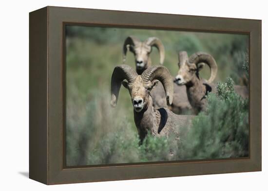 Rocky Mountain Bighorn ram.-Richard Wright-Framed Premier Image Canvas