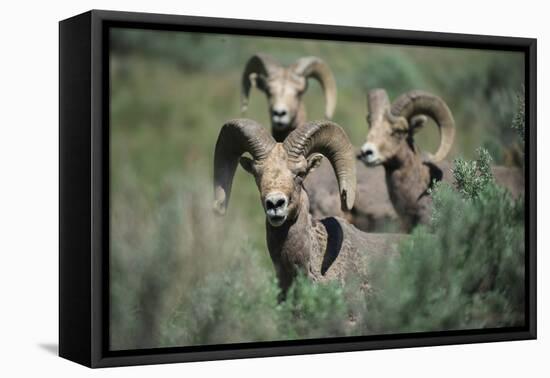 Rocky Mountain Bighorn ram.-Richard Wright-Framed Premier Image Canvas