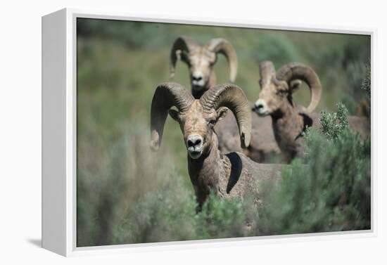 Rocky Mountain Bighorn ram.-Richard Wright-Framed Premier Image Canvas