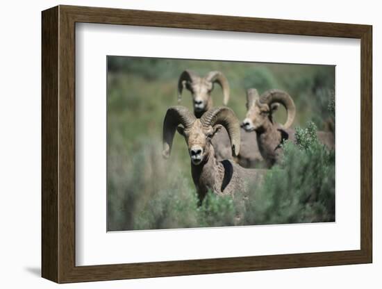 Rocky Mountain Bighorn ram.-Richard Wright-Framed Photographic Print