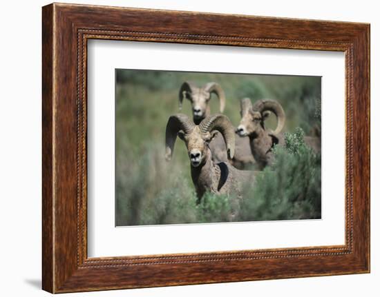 Rocky Mountain Bighorn ram.-Richard Wright-Framed Photographic Print