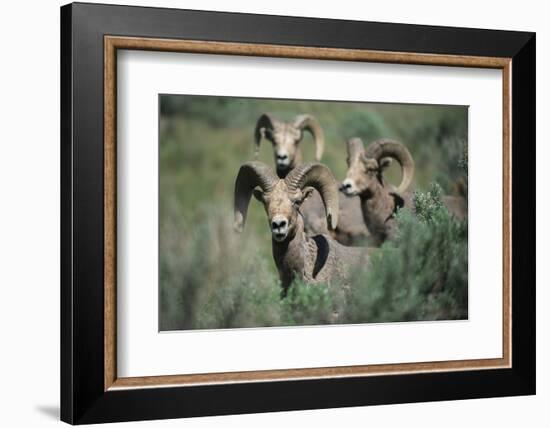 Rocky Mountain Bighorn ram.-Richard Wright-Framed Photographic Print