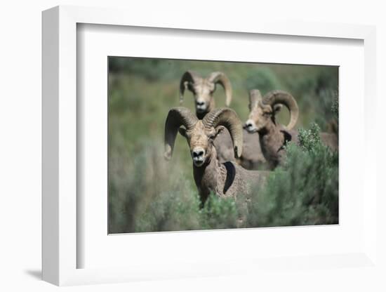 Rocky Mountain Bighorn ram.-Richard Wright-Framed Photographic Print