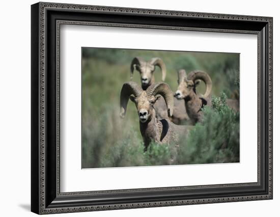 Rocky Mountain Bighorn ram.-Richard Wright-Framed Photographic Print