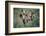 Rocky Mountain Bighorn ram.-Richard Wright-Framed Photographic Print