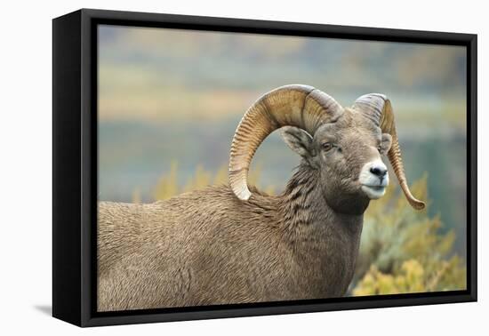 Rocky Mountain Bighorn Sheep Ewe in the Cascade Mts, Canada-Richard Wright-Framed Premier Image Canvas