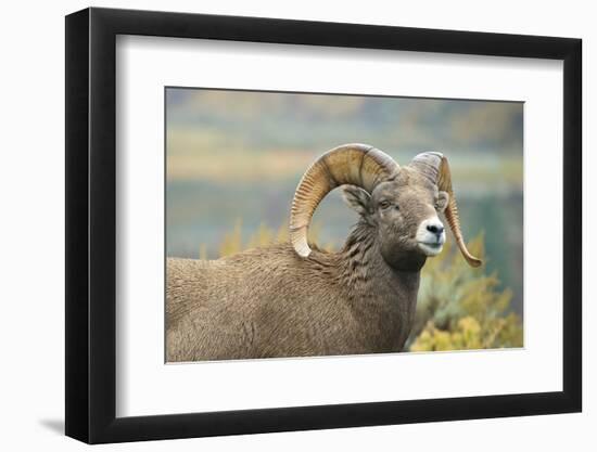 Rocky Mountain Bighorn Sheep Ewe in the Cascade Mts, Canada-Richard Wright-Framed Photographic Print