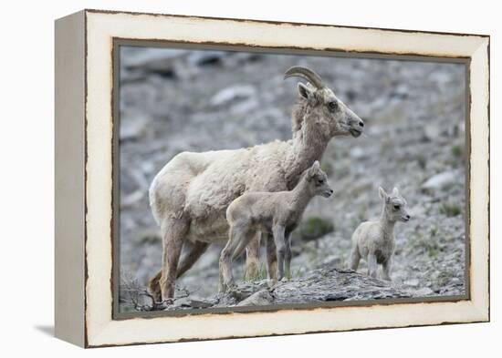 Rocky Mountain Bighorn Sheep, Ewe with Twin Lambs-Ken Archer-Framed Premier Image Canvas