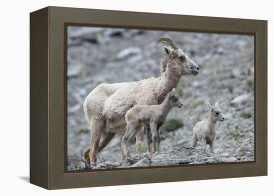 Rocky Mountain Bighorn Sheep, Ewe with Twin Lambs-Ken Archer-Framed Premier Image Canvas