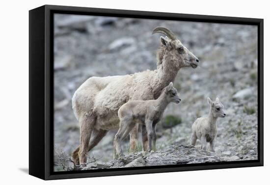 Rocky Mountain Bighorn Sheep, Ewe with Twin Lambs-Ken Archer-Framed Premier Image Canvas