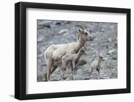Rocky Mountain Bighorn Sheep, Ewe with Twin Lambs-Ken Archer-Framed Photographic Print